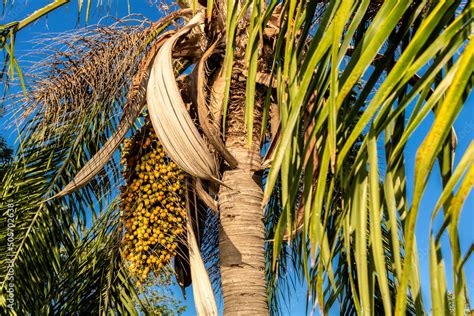 Foto De Jeriva Palm Tree And Fruits Syagrus Romanzoffiana Native