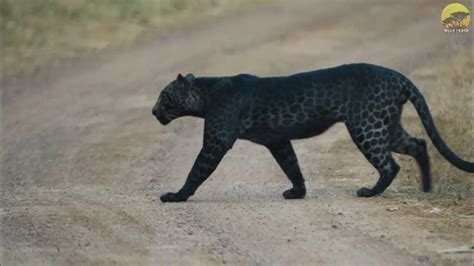 rare black leopard sighting incredible footage of a majestic panther in the wild youtube