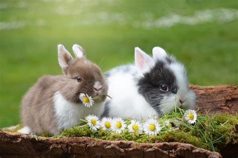 10 Most Beautiful Rabbit Breeds