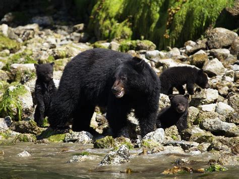 Bear Watching Tofino Bear Tofino Bc Tofino