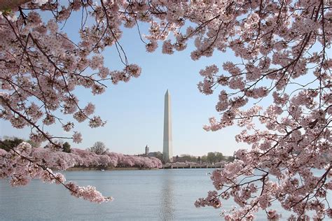 This Is When Cherry Blossoms Are Expected To Hit Peak Bloom In