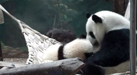 Panda Mother Nurses And Hugs Baby Panda Video Boomsbeat