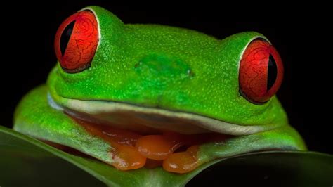Animal Red Eyed Tree Frog Hd Wallpaper