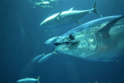 What Do Bluefin Tuna Eat The Animalista