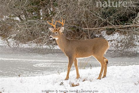 Nature Picture Library White Tailed Deer Odocoileus Virginianus Buck