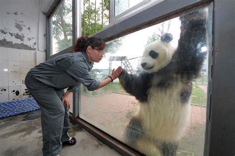 A Giant Panda Named Hua Ao Shakes Hands With A Keeper Across The