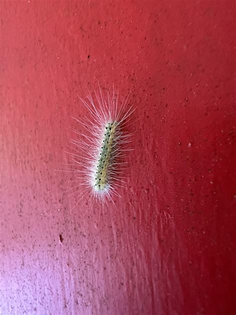 These Are All Over My House Are They Fuzzy No Nos Western Nc