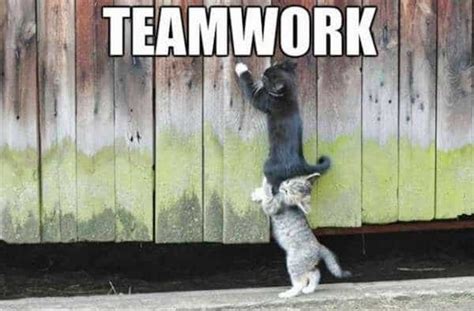 Teamwork Meme Idlememe