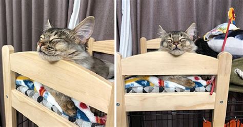 People Are Buying Ikea Doll Beds For Their Cats And Its