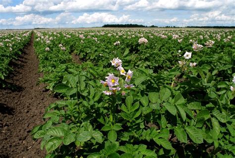 New Fungicides For Potato Producers In 2023 Country Guide