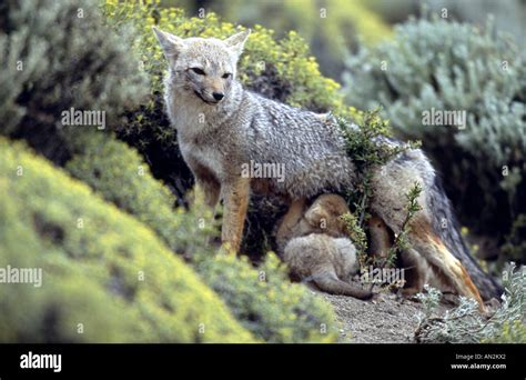 Pampas Fox Pseudalopex Gymnocercus Dusicyon Gymnocercus Mother