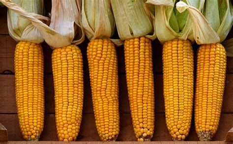 Mais Gemüsemais Maiskolben · Kostenloses Foto Auf Pixabay