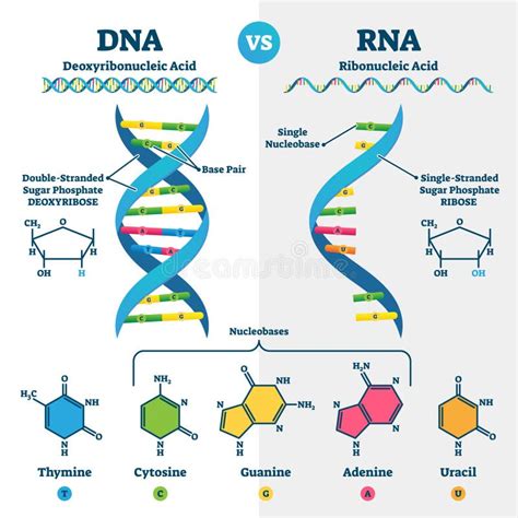 Dna Vs Rna Vector Illustration Educational Genetic Acid Explanation