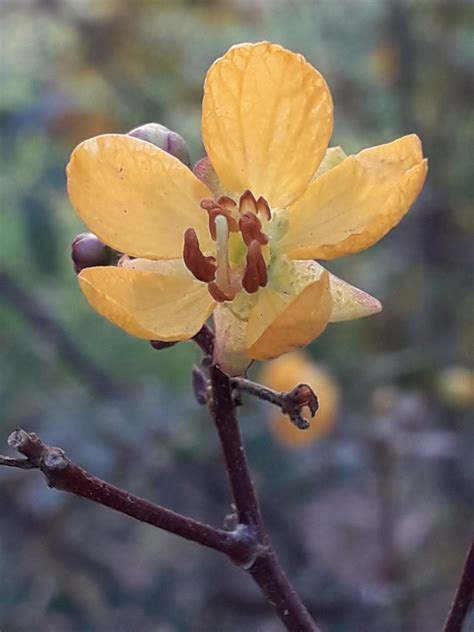Wild Yellow Flower Close Up View Free Image By Akela On Pixahive Com