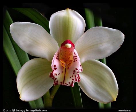 Picturephoto Cymbidium Peter Dawson Granadier A Hybrid Orchid
