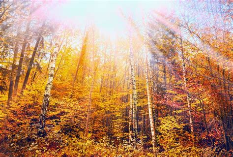 Colorful Autumn Forest With Blue Sky And Sun Rays Stock Photo Image