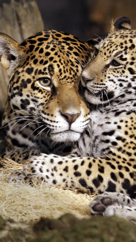 Wallpaper Little Jaguar Young Jaguar Wild Cat Face Animals 10304