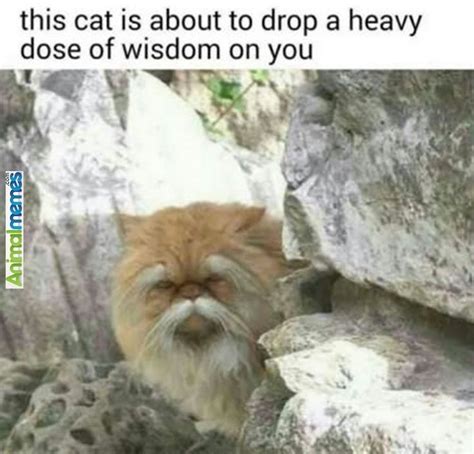 Cat Memes It Looks Very Wise Actually Funny Animal