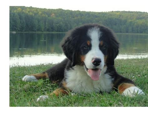 Bernese Mountain Dog Puppies For Sale Orlando Fl 109510
