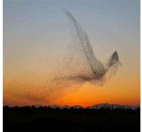 A Flock Of Starlings Murmuration Birds In The Sky Sunset Images