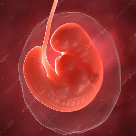 Foetus At 6 Weeks Artwork Stock Image F0050653 Science Photo
