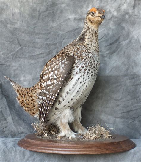 On Taxidermy Grouse Hunting