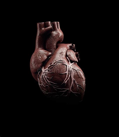 3d Illustration Of Anatomy Of Human Heart Isolated On Black Stock