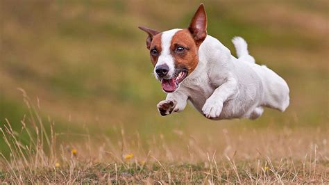 Jack Russell Terrier Wallpapers Wallpaper Cave
