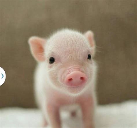Pin By Mvp17com 바카라사이트 On Pigs Cute Baby Pigs Cute Baby Animals