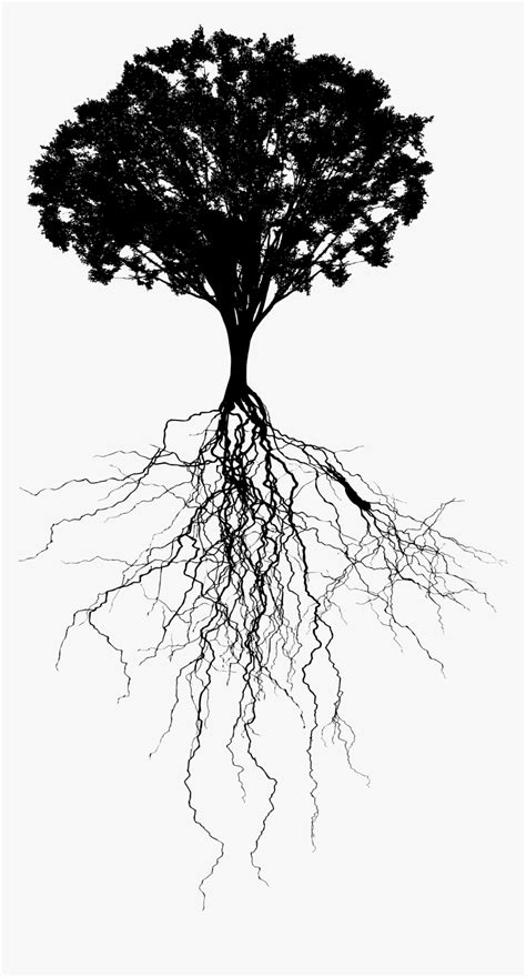 Tree And Roots Png Tree With Roots Png Transparent Png Kindpng