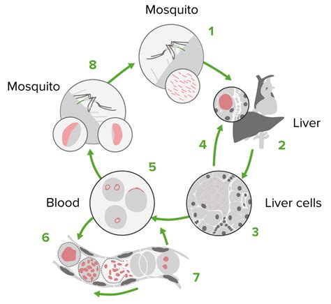 Stages Of Plasmodium