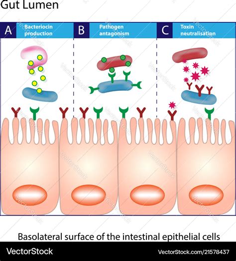 Gut Lumen Columnar Intestinal Epithelial Cells Vector Image