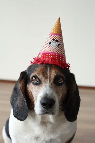 Download premium image of adorable labrador retriever puppy wearing a party hat by teddy rawpixel about 542180, birthday dog, birthday sad, christmas. calinna's hat shop :): Everyone should wear hats including ...