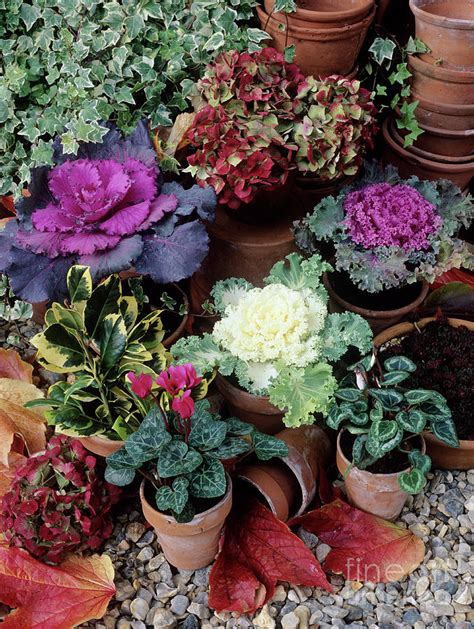 Ornamental Cabbages Brassica Oleracea Photograph By Geoff Kidd