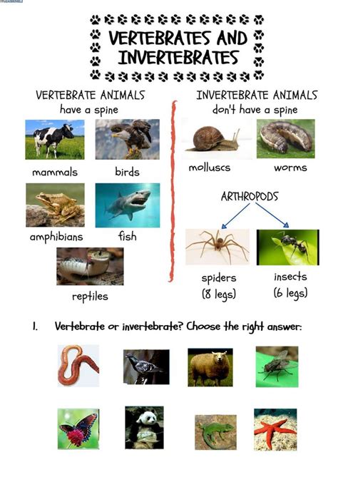 2 1 million species of animals… 95% are invertebrates! Vertebrates or invertebrates? worksheet in 2021 ...