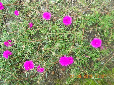 Ipomoea (bunga seri pagi & family). namakucella: BUNGA KEMBANG PUKUL 10.00.....& MORNING GLORY...