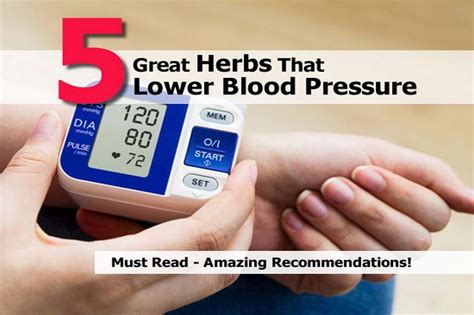 5 Great Herbs That Lower Blood Pressure