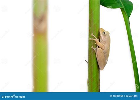 Frog Holding Plant Stem Stock Photo Image 27087750