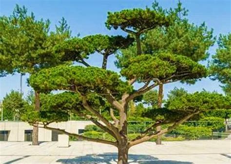 Ornamental Pines 45 Yard Landscaping Ideas To Beautify Outdoor Spaces