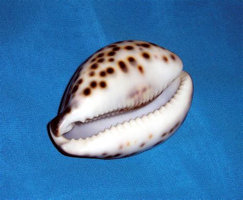 Ocean Shell With Polka Dots Photograph By Sofia Goldberg Pixels