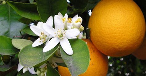 Recensisci per primo fiorellini rossi e rami per presepi e diorami annulla risposta. Acquista online Pianta di Arancio Tarocco Tapi (Citrus Sinensis) in fitocella - Piante di ...