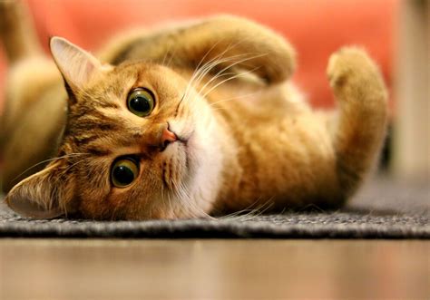 Demanding cats are the ones who try to dominate and get immediately what they want. Why Is My Cat Being So Clingy All Of a Sudden? - Miss Cats