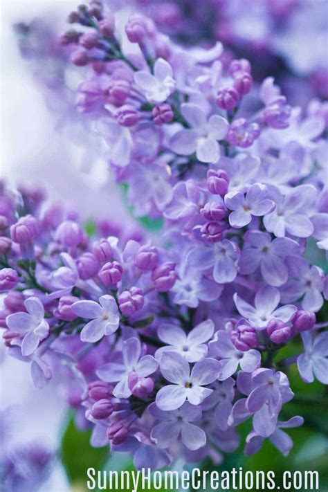 How To Grow Beautiful Lilacs Easily Sunny Home Creations