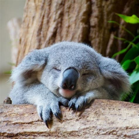 10 Intriguing Facts About Koala Bears Page 4 Of 5 Tail And Fur