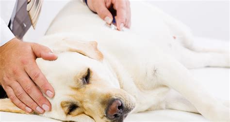 What Causes Skin Infection In Dogs