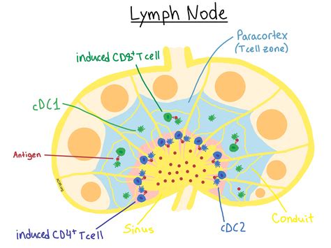Lymph Nodes Diagram Templatezik