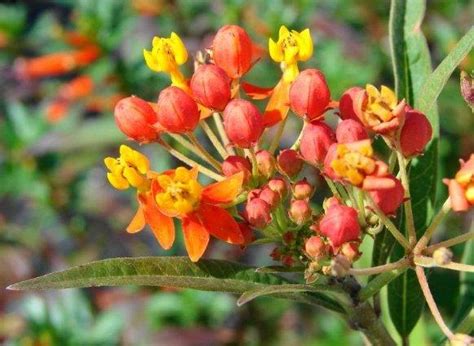 You can find out which perennials and annuals attract butterflies. Perennial Plants in Citrus County Cassia, Milkweed ...