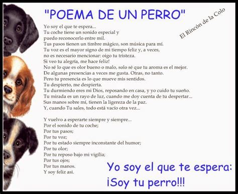 Poema De Un Perro Poemas De Animales Bull Terrieres De