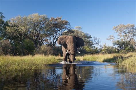 One of the world's poorest countries at independence in 1966, it rapidly became one of the world's development success. TOP REASONS TO VISIT BOTSWANA - Africa Adventure Consultants