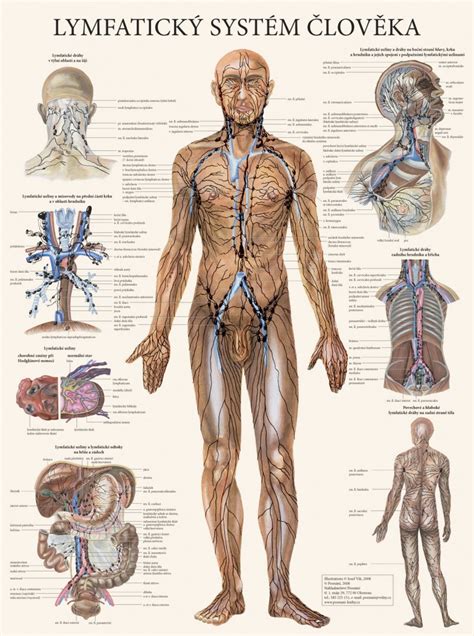 lymfatický systém člověka plakát medhelp shop